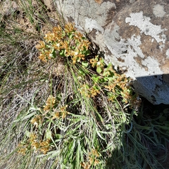 Crassula pellucida brachypetala
