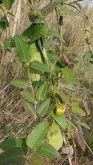 Araujia sericifera