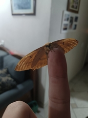 Lonomia obliqua