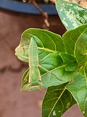 Orthodera ministralis