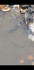Alpheidae