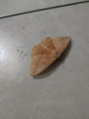 Lonomia obliqua