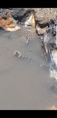 Alpheidae