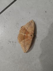 Lonomia obliqua