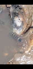 Alpheidae