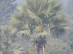 Borassus flabellifer