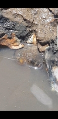 Alpheidae