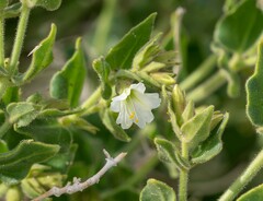 Mirabilis tenuiloba