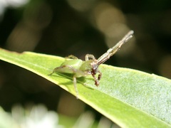 Diaea