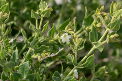 Mirabilis tenuiloba