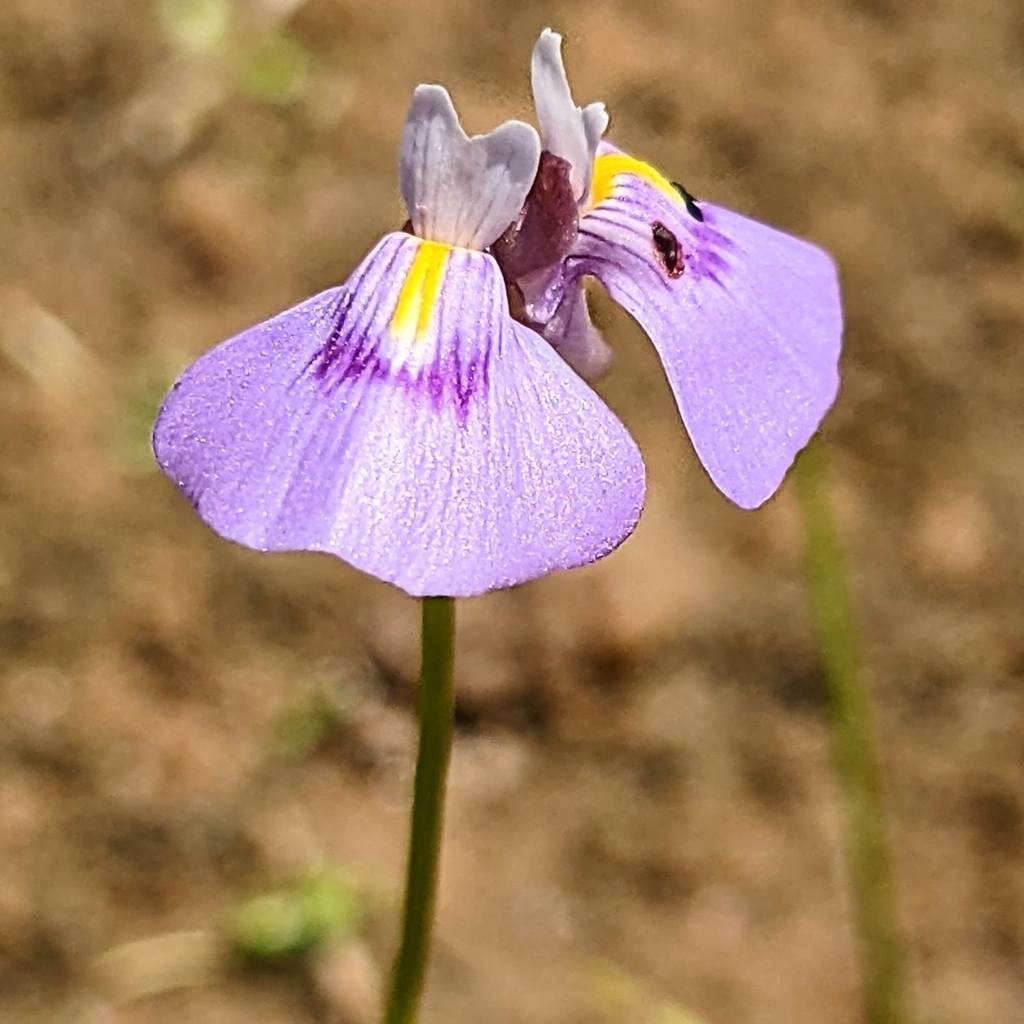 Utricularia byrneana