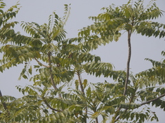 Ailanthus