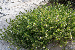 Mirabilis tenuiloba