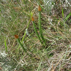 Helichrysum herbaceum