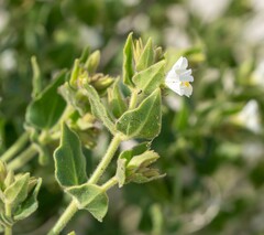 Mirabilis tenuiloba