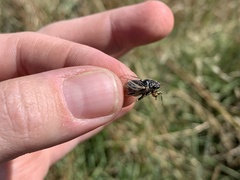 Myopsalta wollomombi