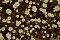 Anthemis