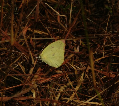 Lemon Migrant