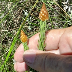 Helichrysum herbaceum