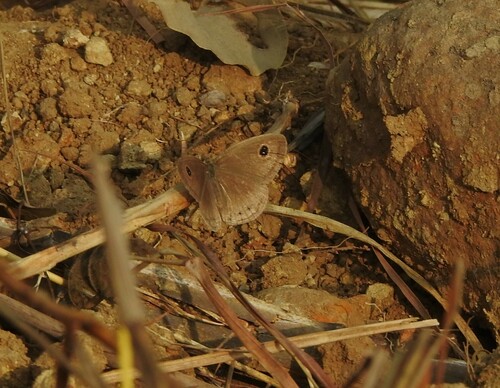 Common Four-ring