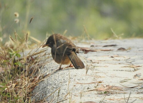 Jungle Babbler