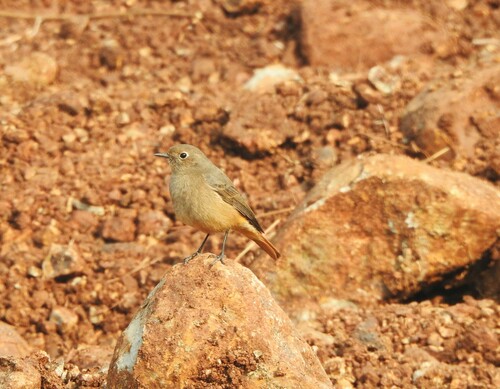 Black Redstart