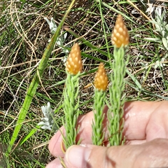 Helichrysum herbaceum