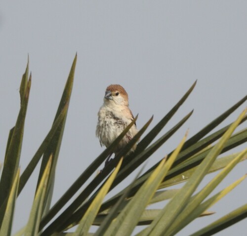 Indian Silverbill