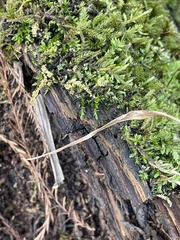 Rhynchostegium riparioides