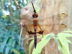 Hydrobasileus croceus