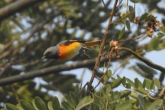 Pericrocotus cinnamomeus