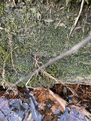 Rhynchostegium riparioides