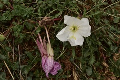 Oenothera acaulis