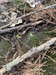 Rhynchostegium riparioides