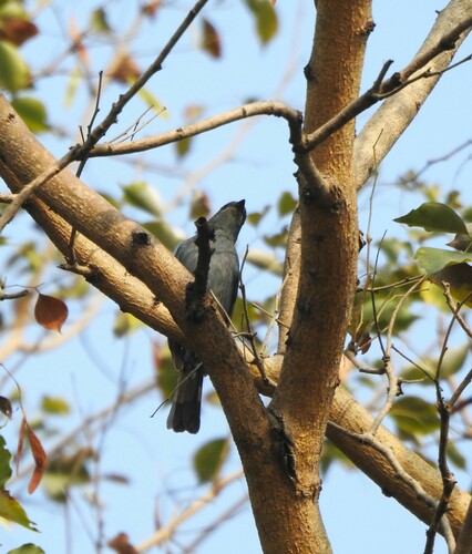 Verditer Flycatcher
