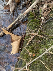 Rhynchostegium riparioides