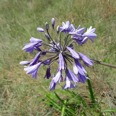 Agapanthus campanulatus