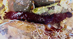Holothuria atra