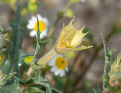 Mentzelia hirsutissima