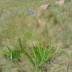 Agapanthus campanulatus