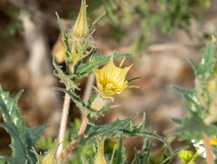 Mentzelia hirsutissima