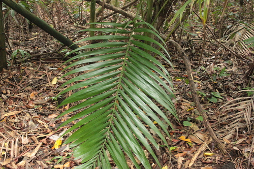 Archontophoenix cunninghamiana