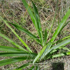 Agapanthus campanulatus