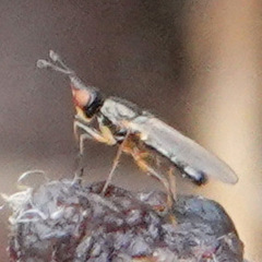 Prochyliza xanthostoma