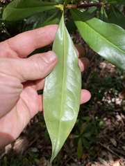 Tasmannia insipida