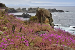 Cistanthe grandiflora