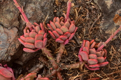 Cistanthe grandiflora