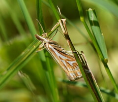 Hednota pleniferellus