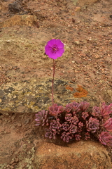 Cistanthe grandiflora