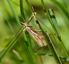 Hednota pleniferellus